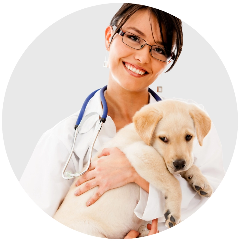 Veterinário